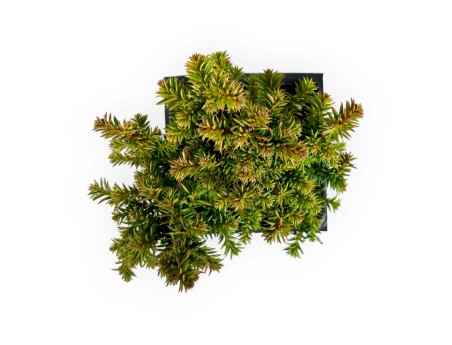 Cryptomeria japonica vilmoriniana - 21 cm