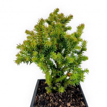 Cryptomeria japonica vilmoriniana - 21 cm