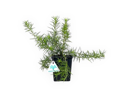 Grevillea juniperina - 24 cm