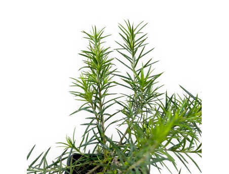 Grevillea juniperina - 24 cm