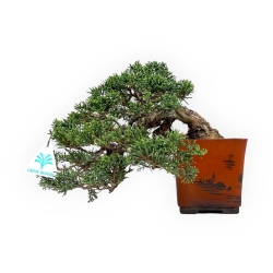 Juniperus chinensis - Genévrier - 20 cm