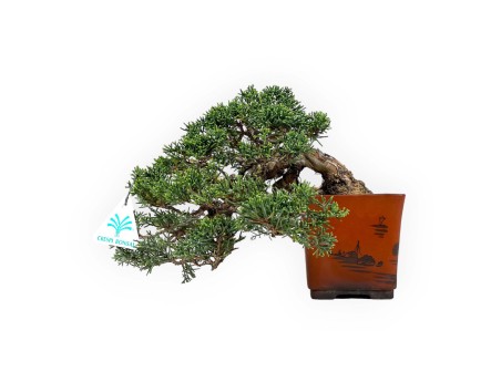 Juniperus chinensis - Wacholder - 20 cm