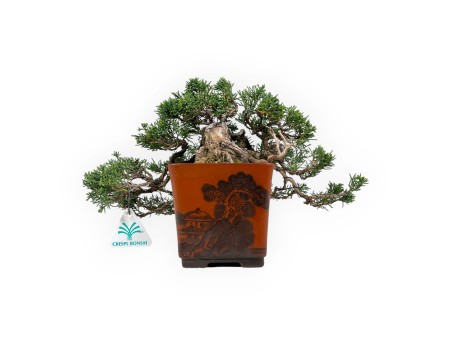 Juniperus chinensis - Enebro - 20 cm