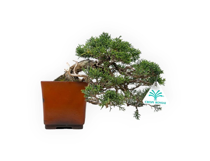 Juniperus chinensis - Genévrier - 20 cm