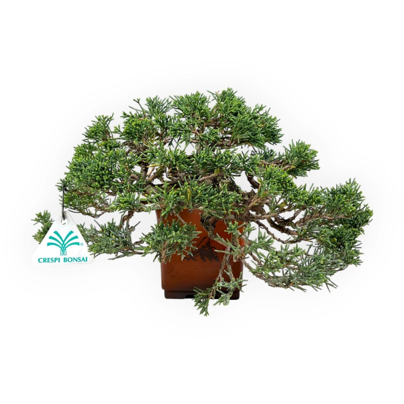 Juniperus chinensis - Ginepro - 20 cm