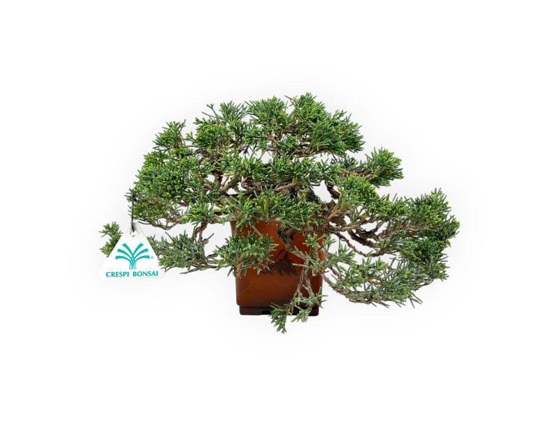 Juniperus chinensis - Jeneverbes - 20 cm