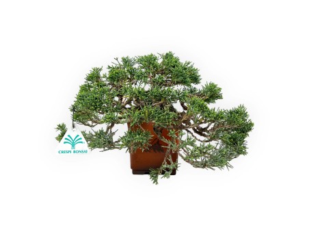 Juniperus chinensis - Jeneverbes - 20 cm