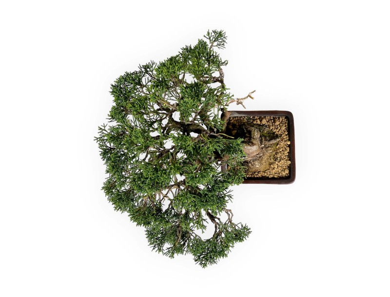 Juniperus chinensis - Genévrier - 20 cm