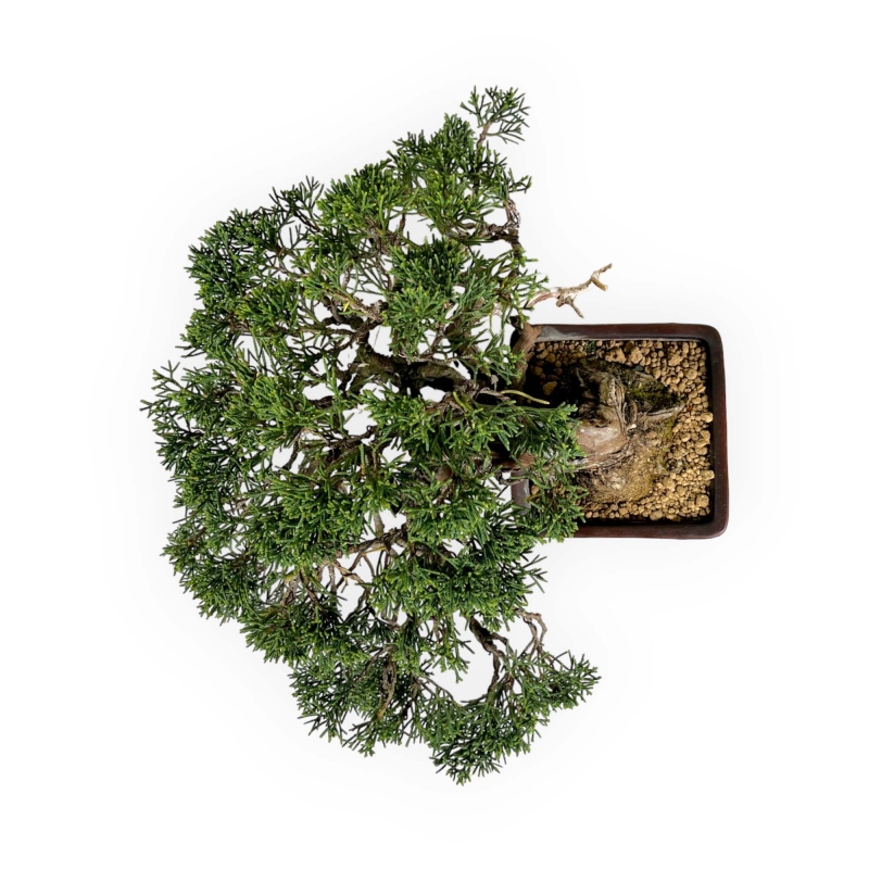 Juniperus chinensis - Ginepro - 20 cm