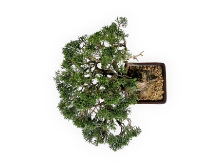 Juniperus chinensis - Ginepro - 20 cm