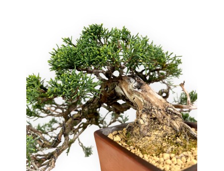 Juniperus chinensis - Ginepro - 20 cm