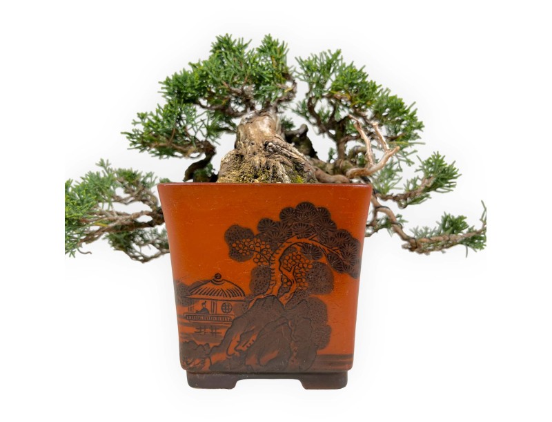 Juniperus chinensis - Wacholder - 20 cm