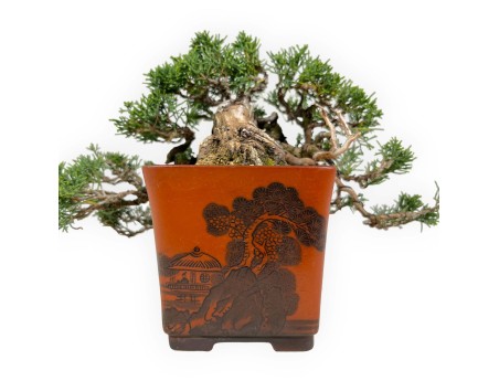 Juniperus chinensis - Jeneverbes - 20 cm