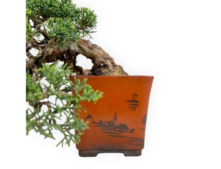 Juniperus chinensis - Genévrier - 20 cm