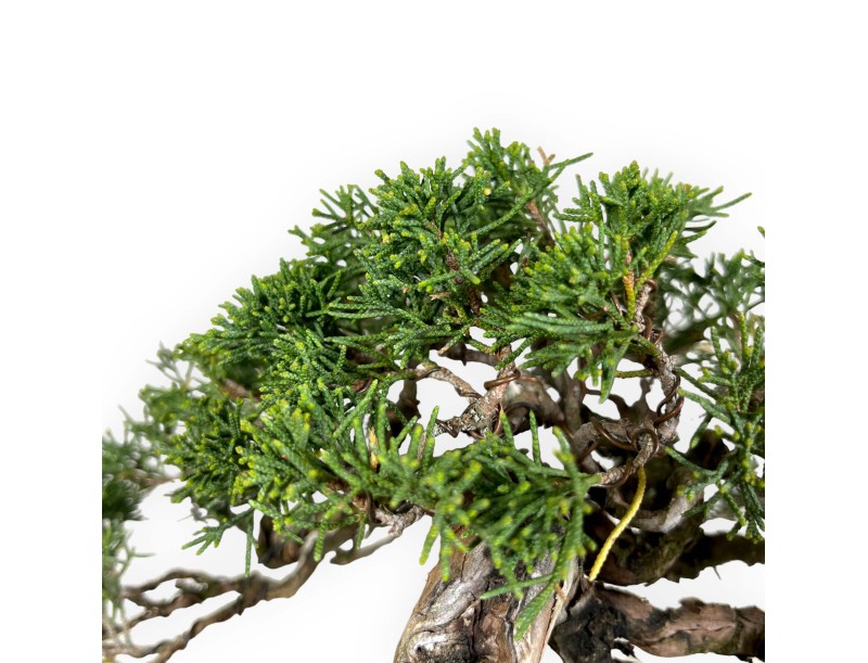 Juniperus chinensis - Jeneverbes - 20 cm