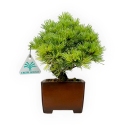 Pinus pentaphylla - Pine five needles - 21 cm