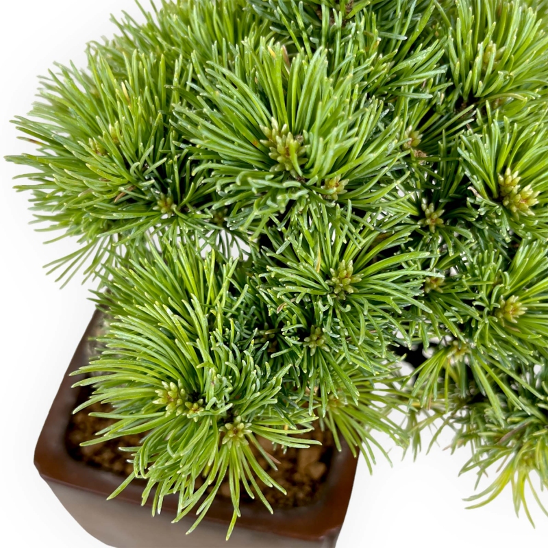 Pinus pentaphylla - Pino - 21 cm