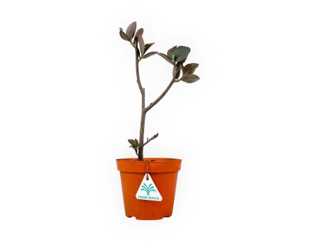 Aronia melaocarpa - 34 cm