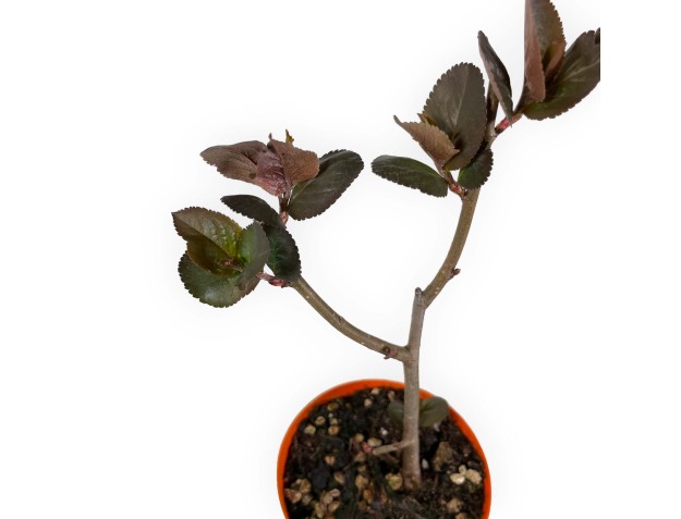 Aronia melaocarpa - 34 cm 2
