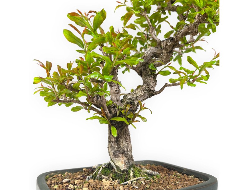 Punica granatum - 40 cm