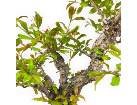 Punica granatum - 40 cm