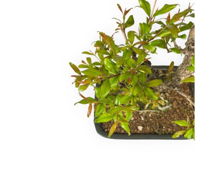 Punica granatum - 40 cm