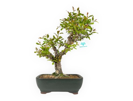 Punica granatum - 40 cm