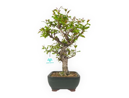 Punica granatum - 40 cm