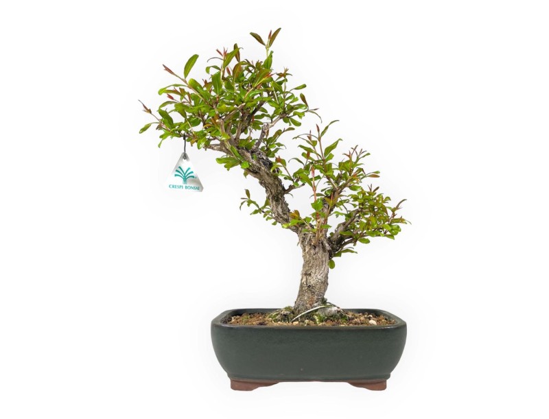 Punica granatum - 40 cm