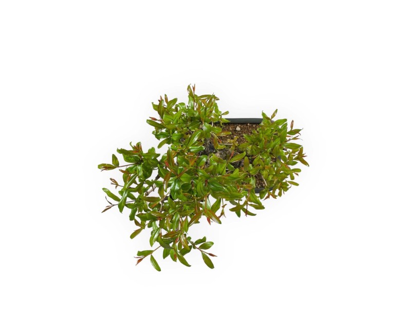 Punica granatum - 40 cm