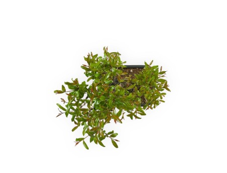 Punica granatum - 40 cm