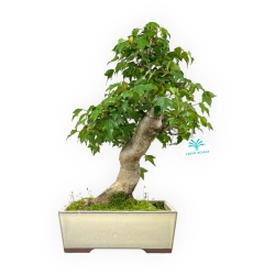 Acer buergerianum - maple - 38 cm