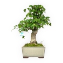 Acer buergerianum - acero - 38 cm