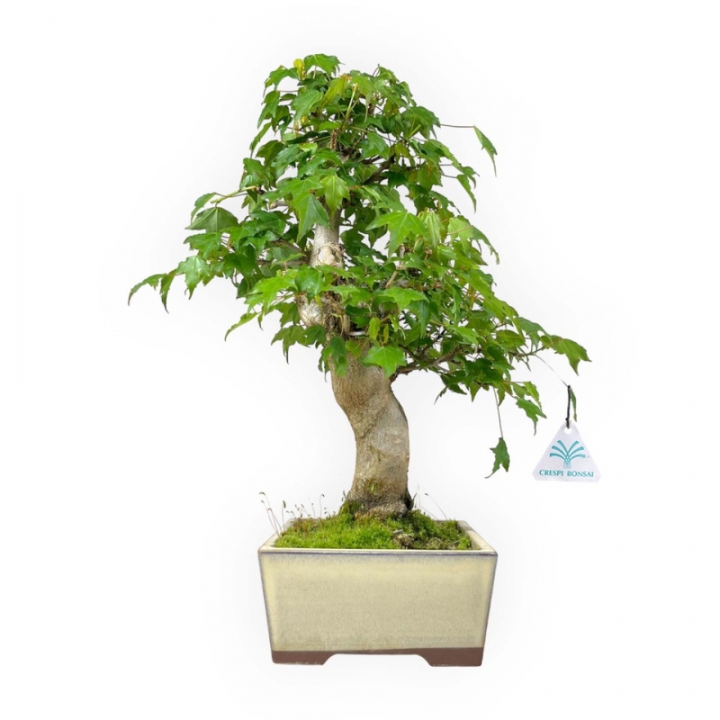 Acer buergerianum - acero - 38 cm