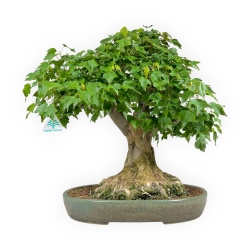 Acer buergerianum - érable - 57 cm