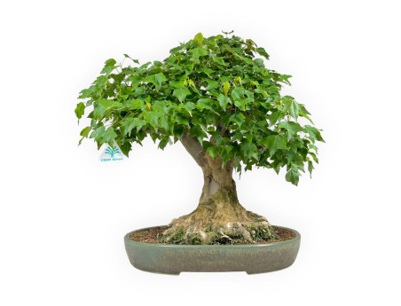 Acer buergerianum - érable - 57 cm
