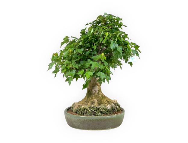 Acer buergerianum - acero - 57 cm 2