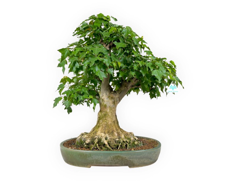 Acer buergerianum - érable - 57 cm