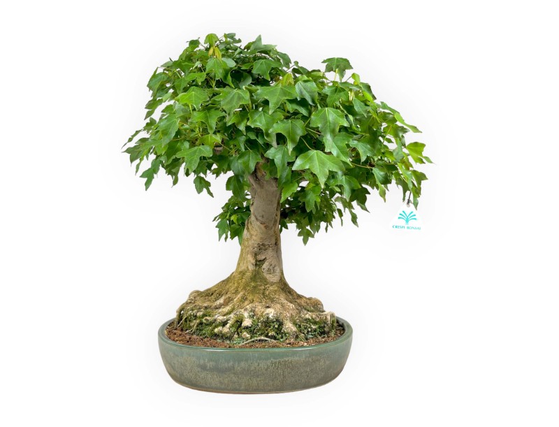 Acer buergerianum - maple - 57 cm