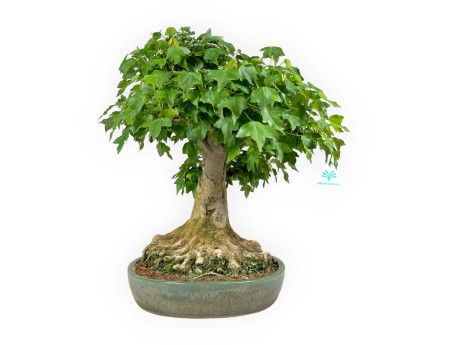 Acer buergerianum - acero - 57 cm