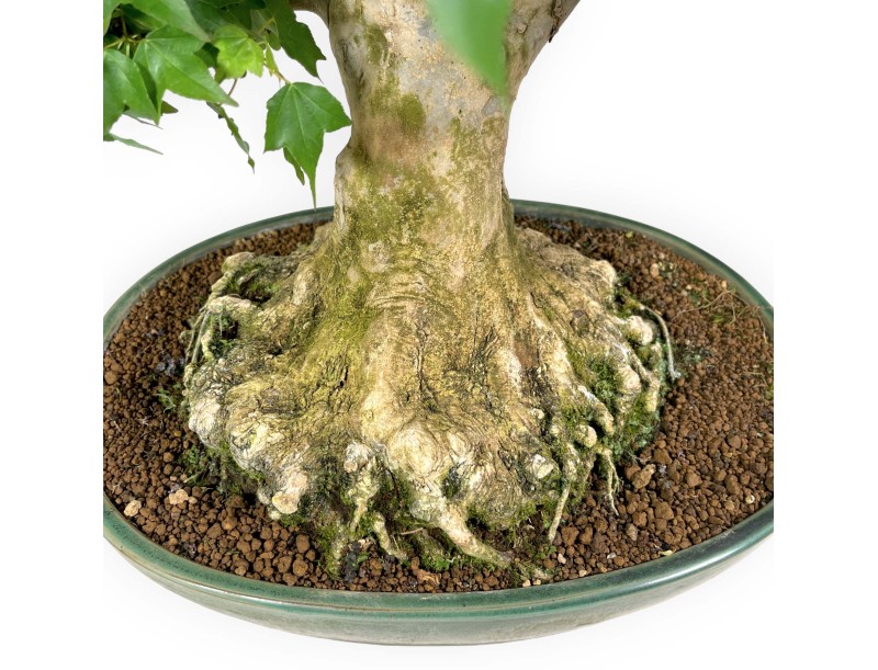 Acer buergerianum - érable - 57 cm