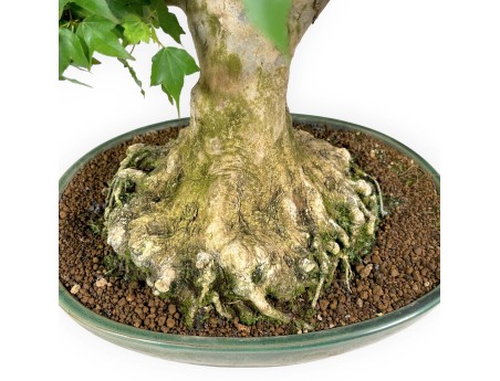 Acer buergerianum - acero - 57 cm