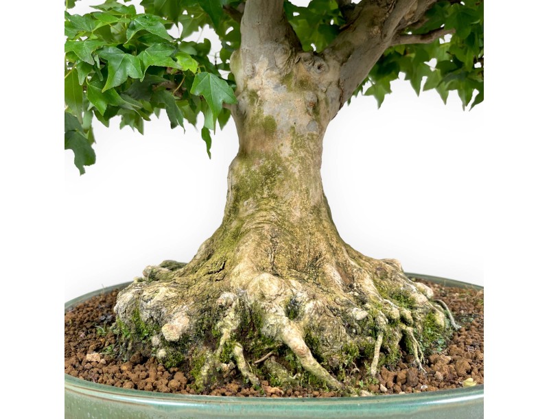 Acer buergerianum - érable - 57 cm