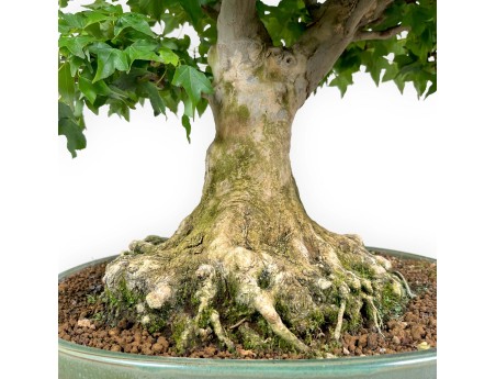 Acer buergerianum - érable - 57 cm
