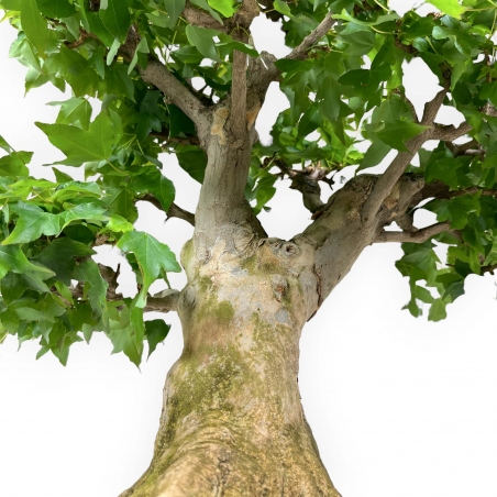 Acer buergerianum - érable - 57 cm