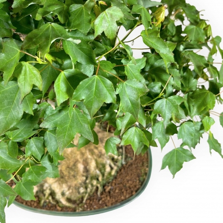 Acer buergerianum - acero - 57 cm