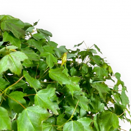 Acer buergerianum - acero - 57 cm
