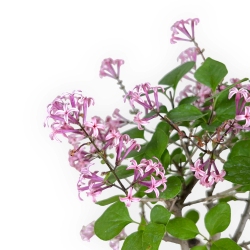 Syringa vulgaris - Lilac - 23 cm