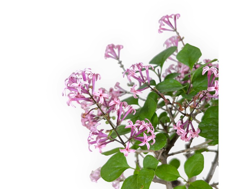 Syringa vulgaris - Lila - 25 cm