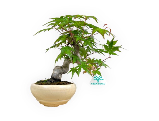 Acer palmatum viridis - érable - 24 cm